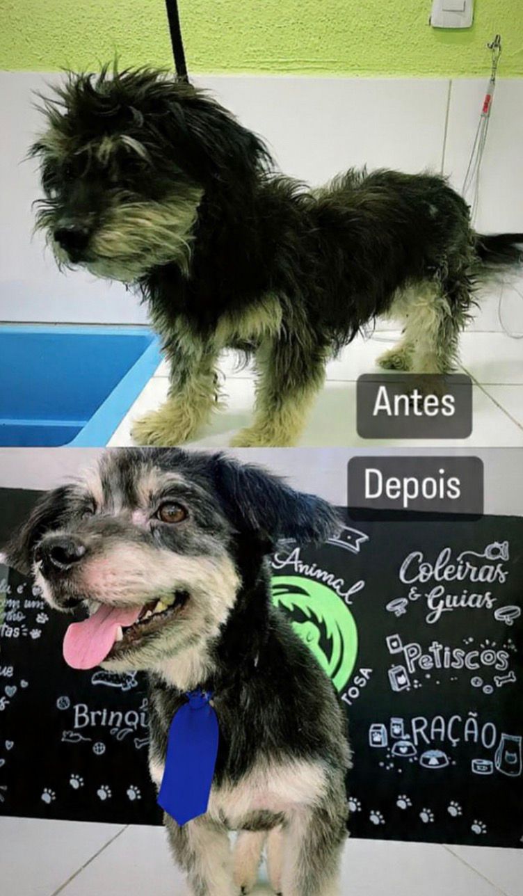 Antes e Depois Shih-tzu
